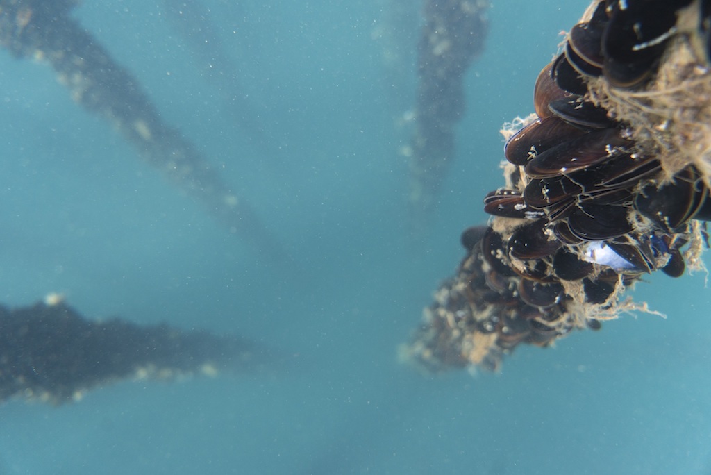 パタゴニア プロビジョンズ